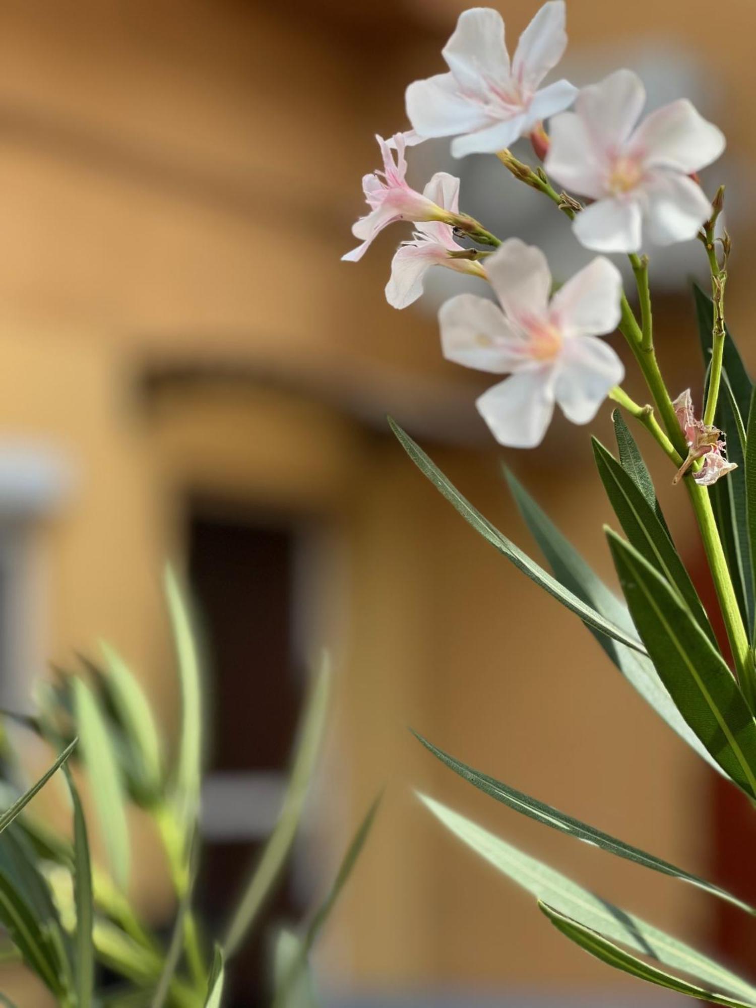 Szahara Vendégház Kerekegyháza Exterior foto